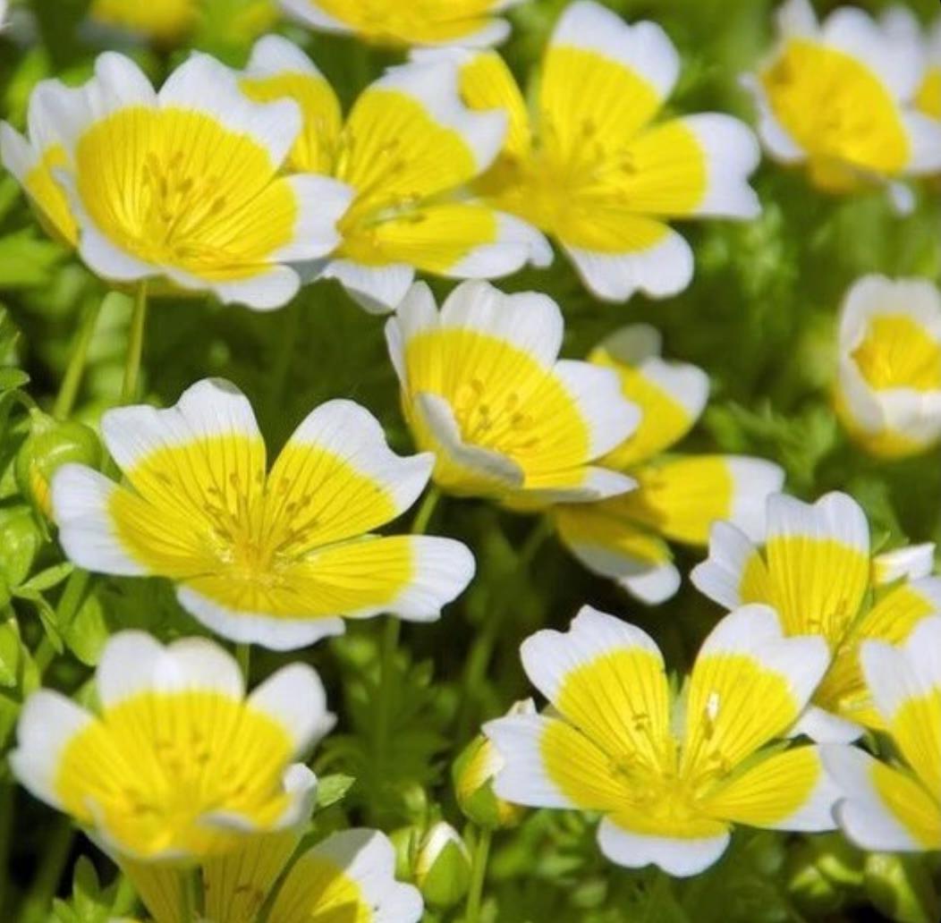Organic Meadowfoam Seed Oil
